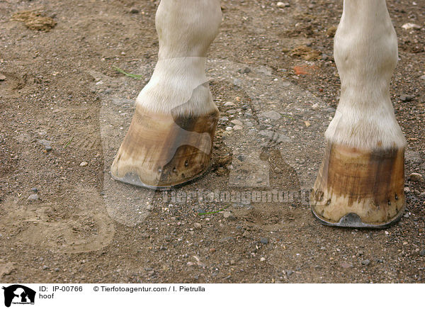 Pferdehufe / hoof / IP-00766