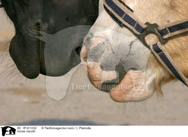Pferdemaul / horse mouth / IP-01332