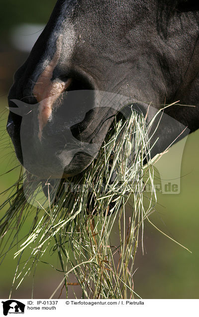 Pferdemaul / horse mouth / IP-01337