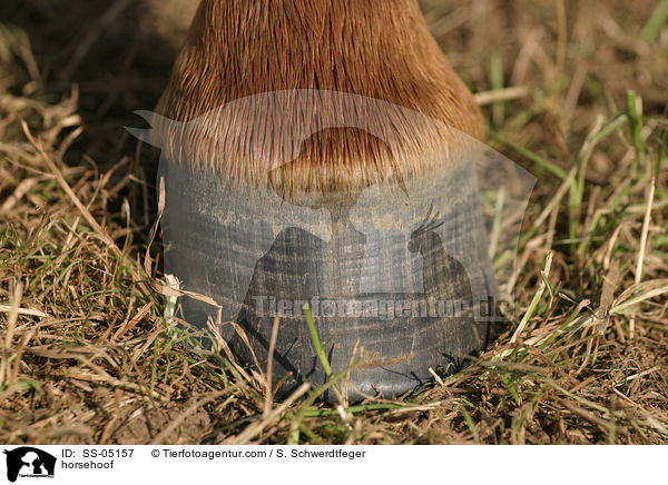 Pferdehuf / horsehoof / SS-05157