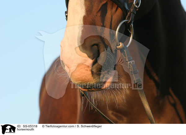 Pferdemaul / horsemouth / SS-05318