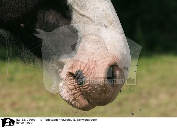 horse mouth / SS-05660