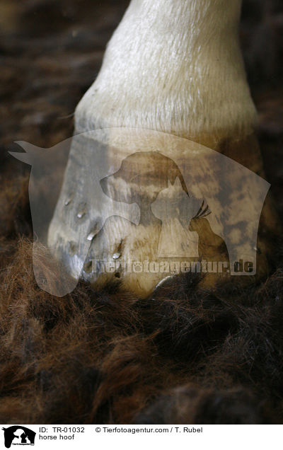 Pferdehuf / horse hoof / TR-01032