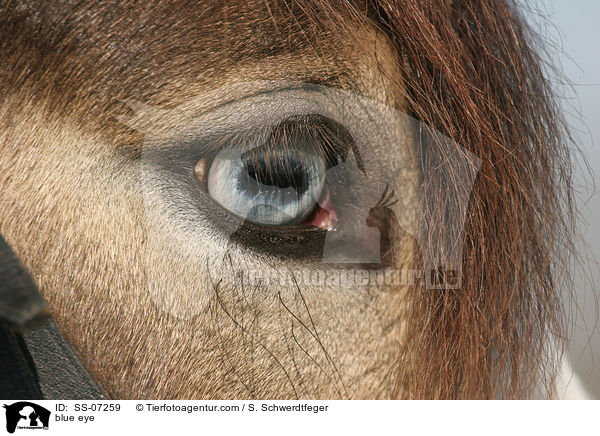 blaues Auge / blue eye / SS-07259