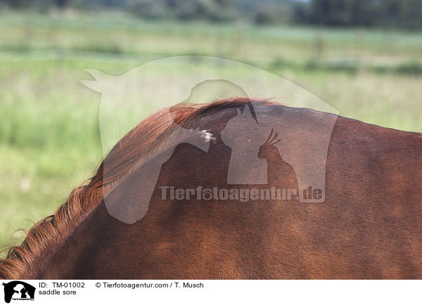 Satteldruck / saddle sore / TM-01002