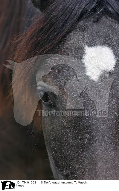 horse / TM-01008