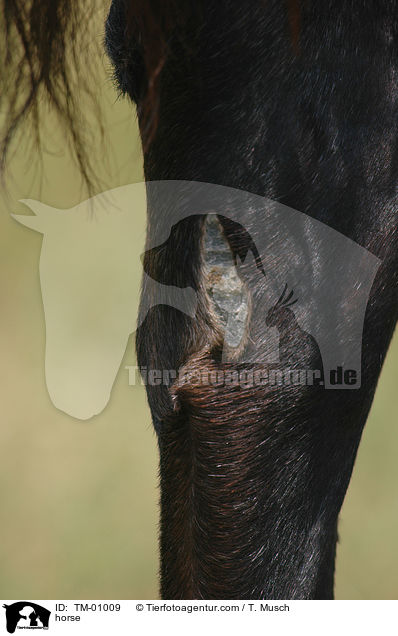horse / TM-01009