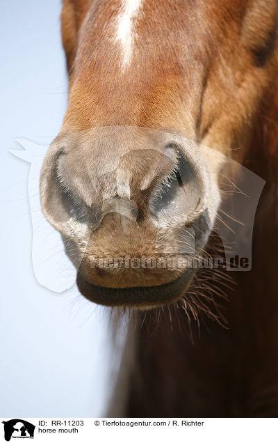 Pferdemaul / horse mouth / RR-11203