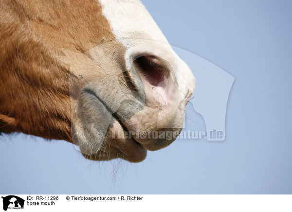 horse mouth / RR-11296