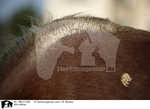 dirty wither / RR-11426
