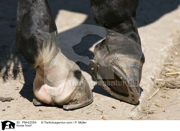 Pferdehufe / horse hoof / PM-02554