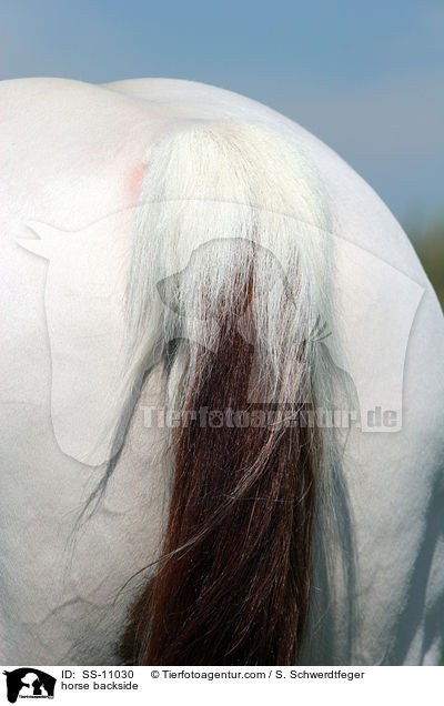 horse backside / SS-11030