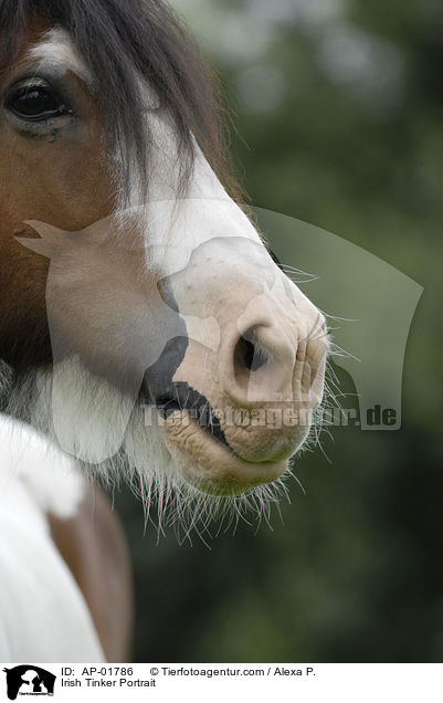 Irish Tinker Portrait / AP-01786
