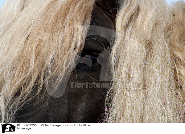 Pferdeauge / horse eye / JH-01255