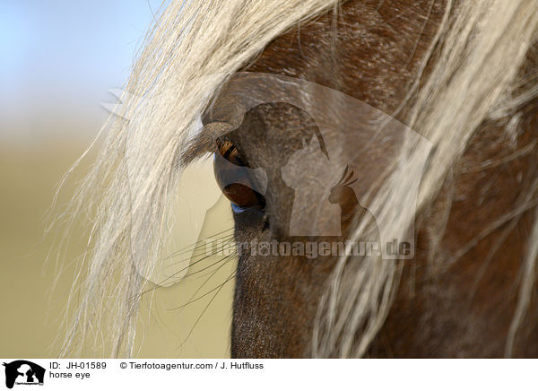 Pferdeauge / horse eye / JH-01589