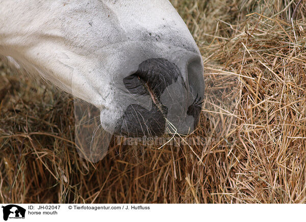Pferdemaul / horse mouth / JH-02047