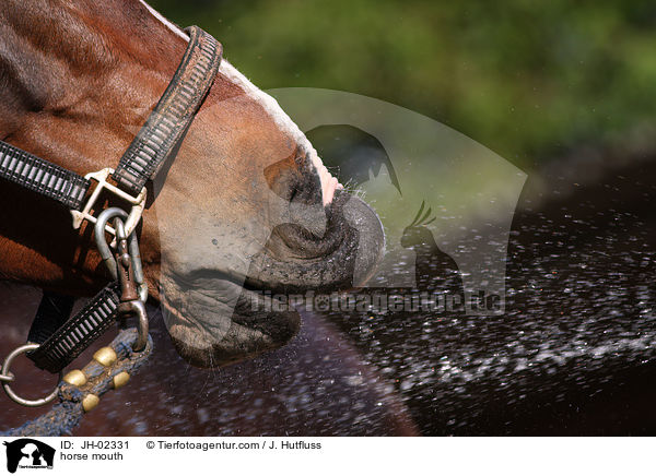 Pferdemaul / horse mouth / JH-02331