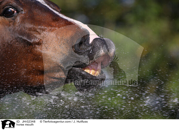 Pferdemaul / horse mouth / JH-02348