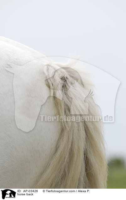horse back / AP-03426