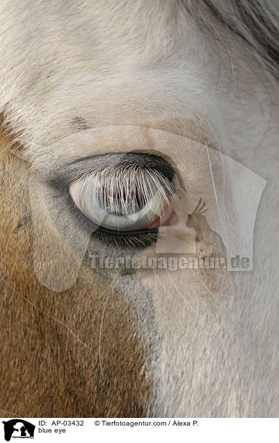 blaues Pferdeauge / blue eye / AP-03432