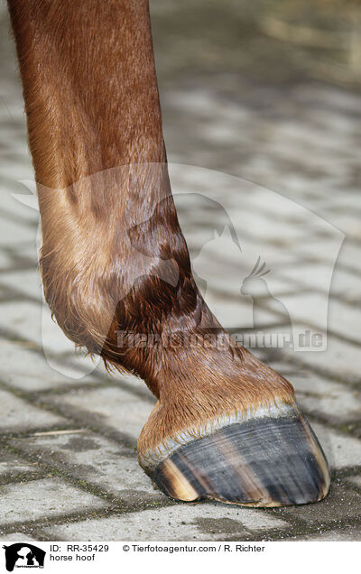 Pferdehuf / horse hoof / RR-35429