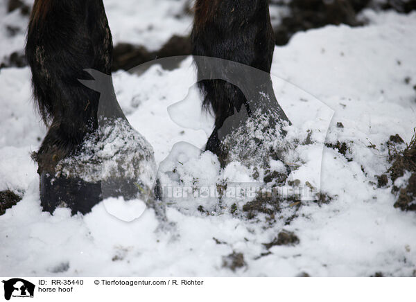 Pferdehuf / horse hoof / RR-35440