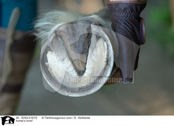 horse's hoof / EHO-01670