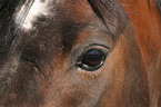 horse eye