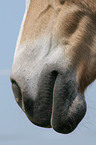 horsemouth