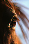 horse eye