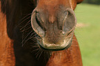 horsemouth