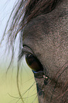 horseeye