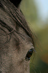 horseeye