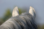 horse ears