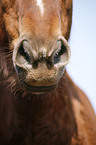 horse mouth