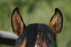 horse ears