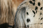 Pony