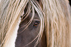 horse eye