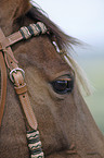 horse eye