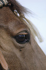 horse eye