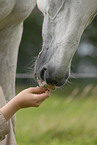 horse