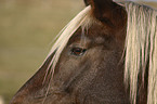 horse eye