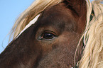 horse eye