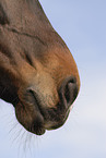 horse mouth