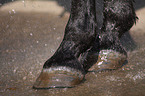 horse hooves