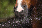 horse mouth