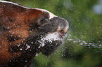 horse mouth