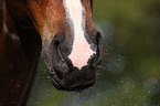 horse mouth