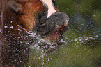 horse mouth