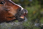 horse mouth